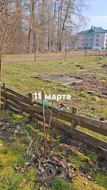 #цветы #садоводничество #сад #сорт #гортензия #метельча смотреть онлайн