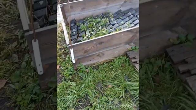 Дачный сезон закрыт.Гортензии остаются зимовать,мы уе смотреть онлайн