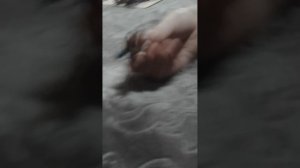 Все наши Итальянские мемы!!!