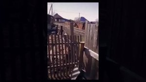 Сам в шоке: Михалков и Чипирование