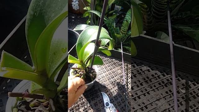 2024-01-12 [Fr] Орхидеи. Обрезка. Часть 1 + смотреть онлайн