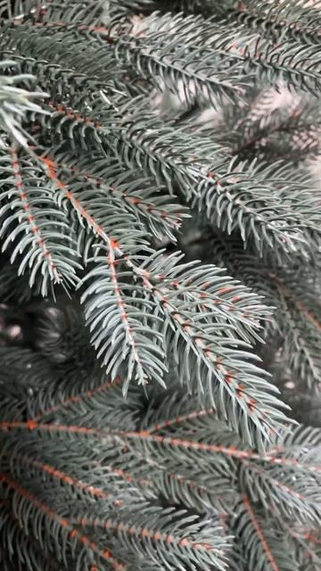 Искусственная ёлка Тобольская голубая 2024 TrotsShop смотреть онлайн