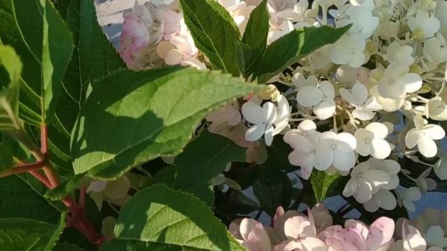 гортензия Милк энд хоней смотреть онлайн