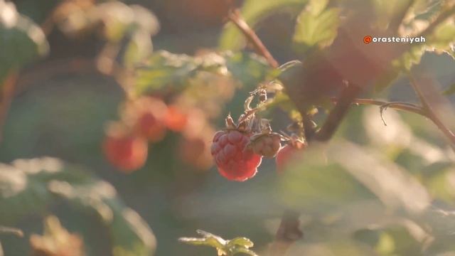 Малина Польза и Вред для Организма Человека 🍓 смотреть онлайн