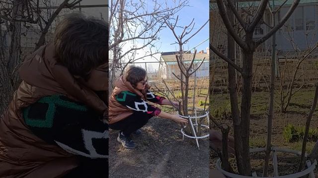 О жизнеспособности метельчатых гортензий #гортензиям смотреть онлайн