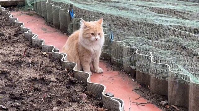 Гуляем с кошкой - Персиком! Рыжая лиса  - наш кот! А в простонародье - ПЕРСО!