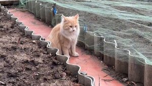 Гуляем с кошкой - Персиком! Рыжая лиса - наш кот! А в простонародье - ПЕРСО!