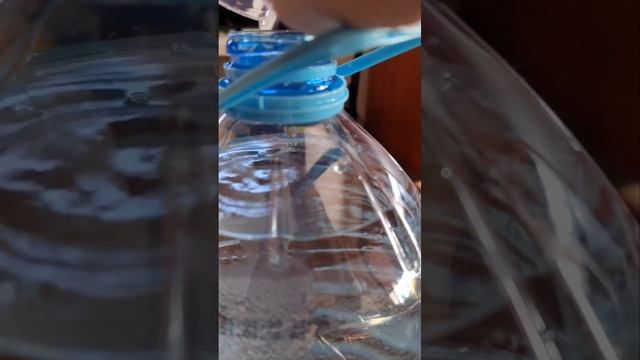 Чем протравить грунт от болезней и вредителей