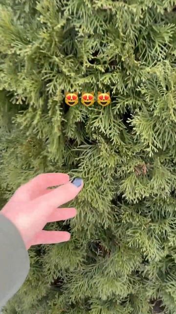 Ёлка или Ель? #новыйгод #зима #ельновогодняя #ель #елка смотреть онлайн