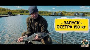 Запуск 150 кг осетра 9.05.2025