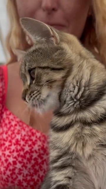 Коты-попрошайки едят мидии) #котики #приютдляживотных смотреть онлайн