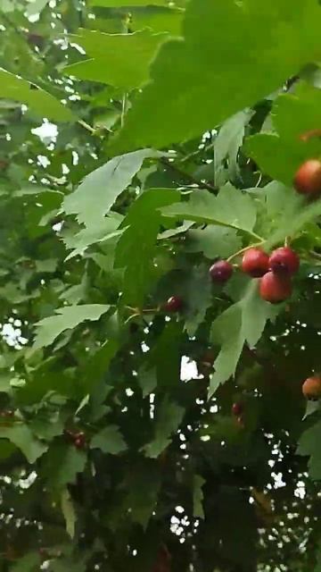 ЗРЕЕТ БОЯРЫШНИК. смотреть онлайн