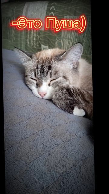 А еще есть два кактуса, но они не вошли) #рекомендации #? смотреть онлайн