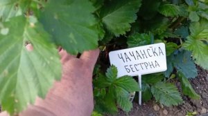Печальная история о приобретении малины и ежевики. Обзор сортов