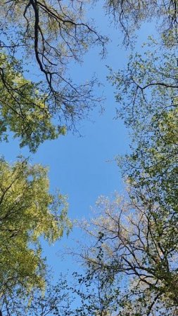 Слушаем пение птиц