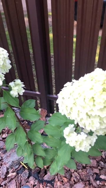 Метельчатая #гортензия Геркулес 🌸🩷 смотреть онлайн