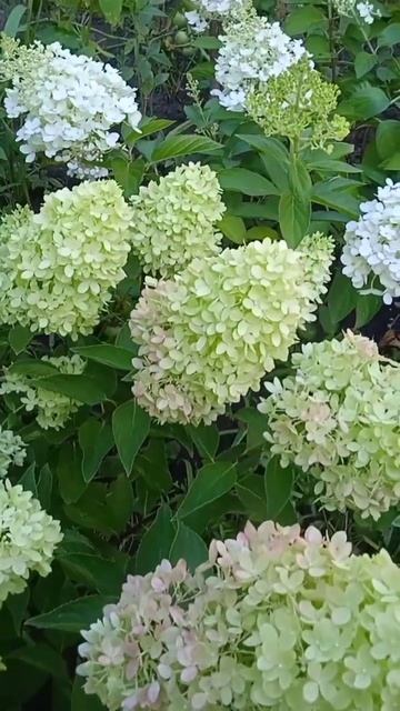 Гортензія Red Light #flowers #love #nature #hydrangea #продаж #hydrangeaflower #g смотреть онлайн