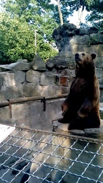 В зоопарке есть медведь смотреть онлайн