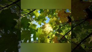 Смуглянка. Исп. Вокальная гпуппа Александры Капитановой. Творческий центр "Мы творим", Малаховка.