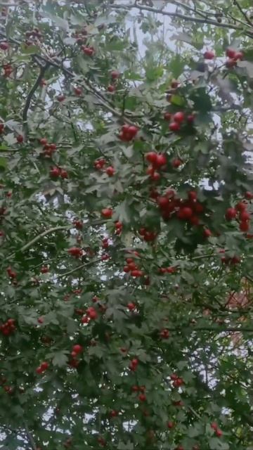 -БОЯРЫШНИК- смотреть онлайн