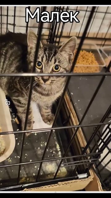 🏡нашел #cat #котофейка #кошкавдоме #котик #веселыекоты # смотреть онлайн