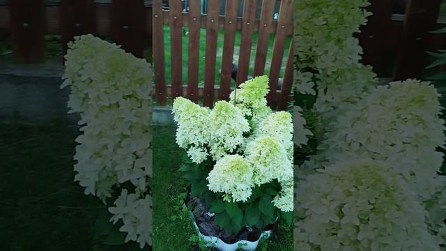 Гортензия Скайфол смотреть онлайн