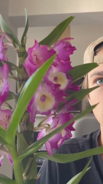 Мой новый дендробиум #plants #travel #дендробиум #flower #цветы #? смотреть онлайн