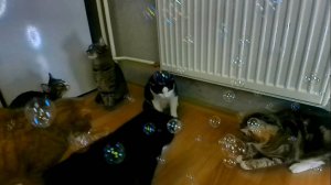 Мыльное утро.У забавных котят новое утреннее развлечение)