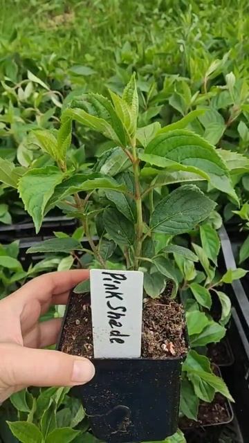 Продолжение обзора саженцев гортензий. Переходи в те? смотреть онлайн