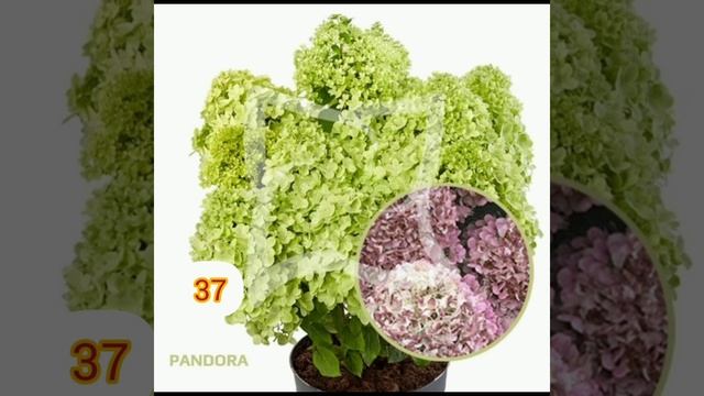 Доступна к продаже метельчатая гортензия серия Пан смотреть онлайн