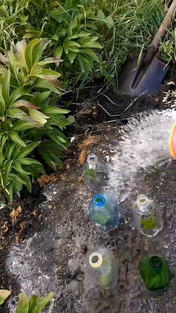 Как легко укоренить Гортензий!