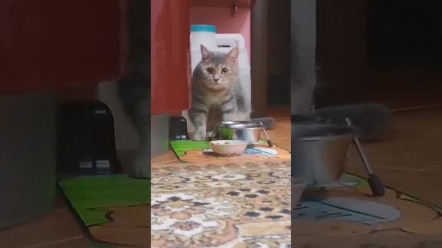 там есть пасхалка ноги миленькая киска ест кушает и пь смотреть онлайн