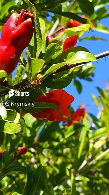 Pomegranate Blossom 🌸 Fiore Di Melograno Гранат Цветение #pomegranate #грана смотреть онлайн