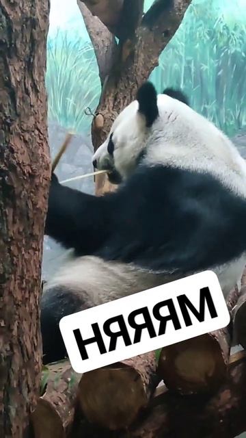 панда ест бамбук смотреть онлайн