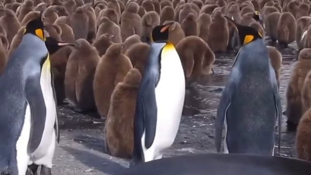 Пингвины Болтают Как Настоящие Сплетники! 🐧🗣️
