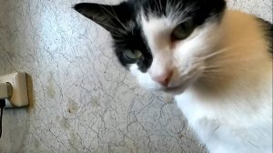 Пробуем новые средства для ухода за ушками и глазками котов и кошек (без музыки)