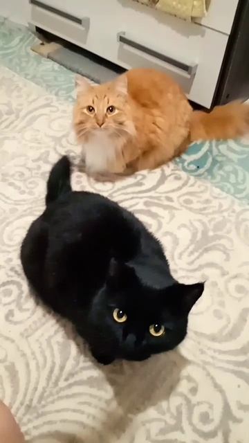 Черный кот & рыжий кот. Чижи. Говорим красиво! #попробуй смотреть онлайн