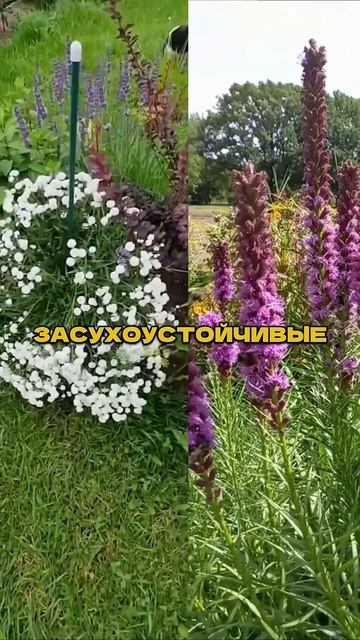 Эти Сочетания Выдержат Жару и Украсят Сад🌼☀️ #цветы смотреть онлайн