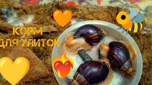 Улитки едят корм