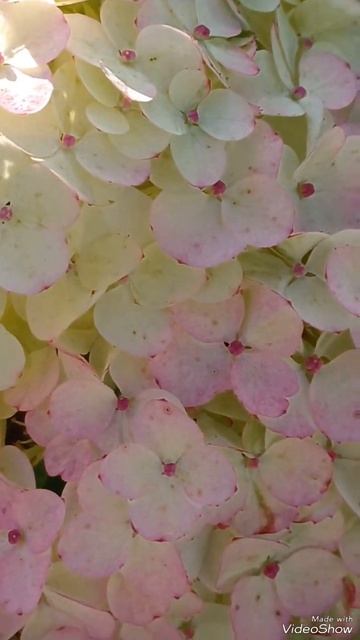 Гортензия Самарская Лидия. 