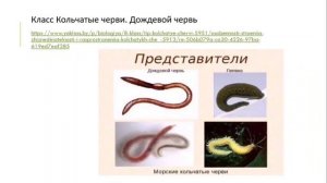 Тип круглые и кольчатые черви