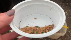 9.10.2024.Хакасия. Сею семена туи под зиму.