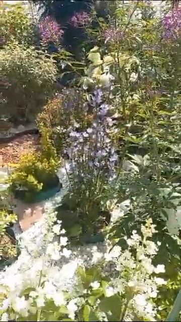 Гортензия метельчитая - красивые цветы ❤ смотреть онлайн