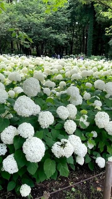 #annabelle #hydrangea#гортензия#garden #гортензія#flowers #park#jardin#shorts#ア смотреть онлайн