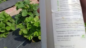 Подкормка клубники, что необходимо знать при проведении подкормок