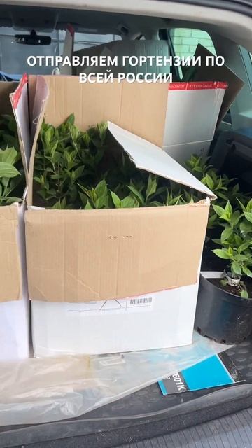 ПИТОМНИК ГОРТЕНЗИЙ. НОВИНКИ ГОРТЕНЗИЙ. ДОСТАВКА МЕТЕЛ смотреть онлайн