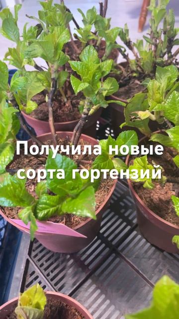 Получила новые сорта гортензий смотреть онлайн