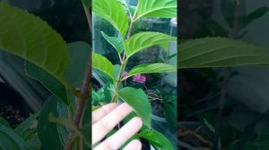 Гортензия LITTLE LOVE (Литл Лав) новинка 2023