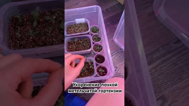 Результат укоренения метельчатой гортензии почкой🌱 смотреть онлайн