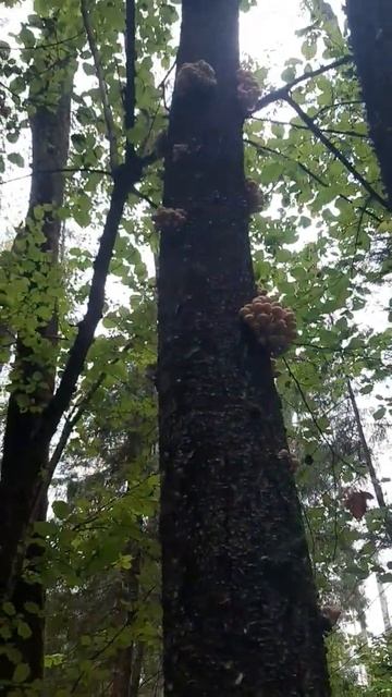 Много ГРИБОВ смотреть онлайн